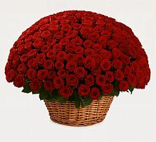 Премиум букет из: Розы в Чонтауле